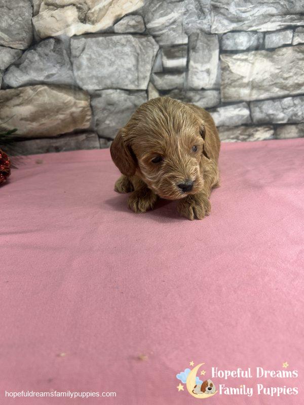 Ms. Vanilla the F1B Cavapoo - Image 2