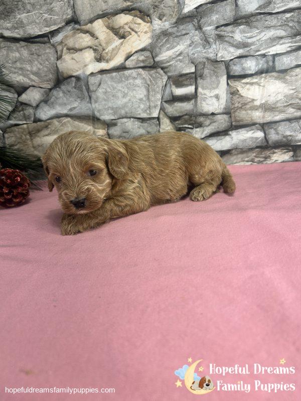 Ms. Vanilla the F1B Cavapoo - Image 2