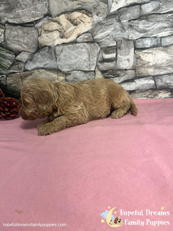 Ms. Vanilla the F1B Cavapoo - Image 5