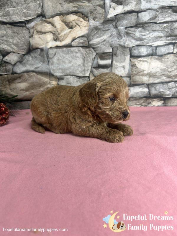 Ms. Vanilla the F1B Cavapoo