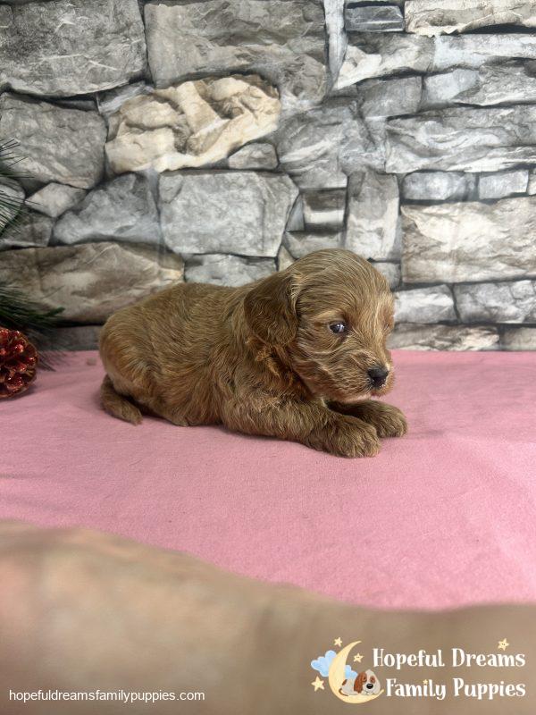 Ms. Vanilla the F1B Cavapoo - Image 4