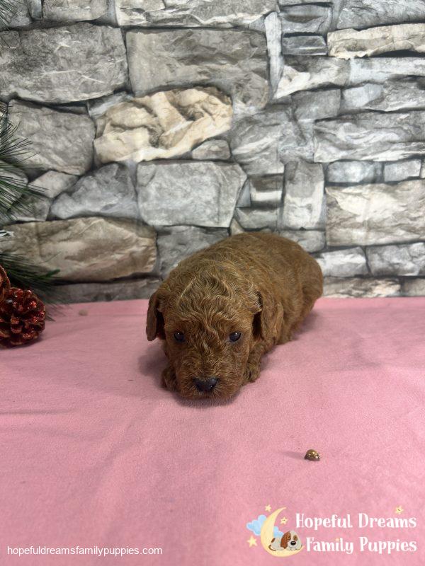 Ms. Violet the F1B Cavapoo - Image 2