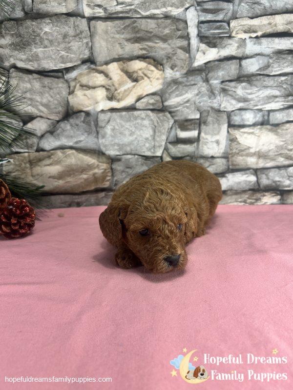 Ms. Violet the F1B Cavapoo - Image 3