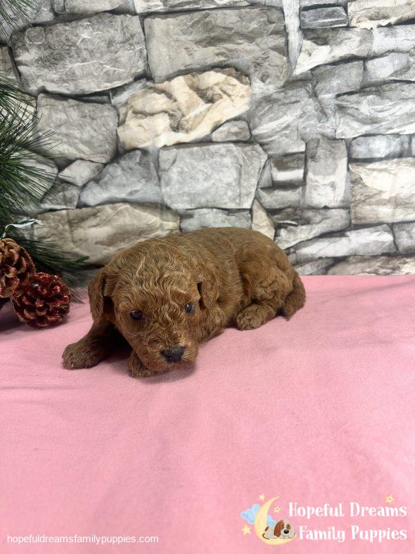 Ms. Violet the F1B Cavapoo