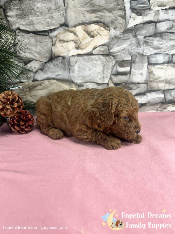 Ms. Violet the F1B Cavapoo - Image 6