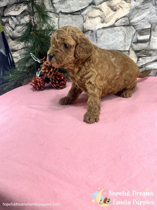 Ms. Violet the F1B Cavapoo - Image 5