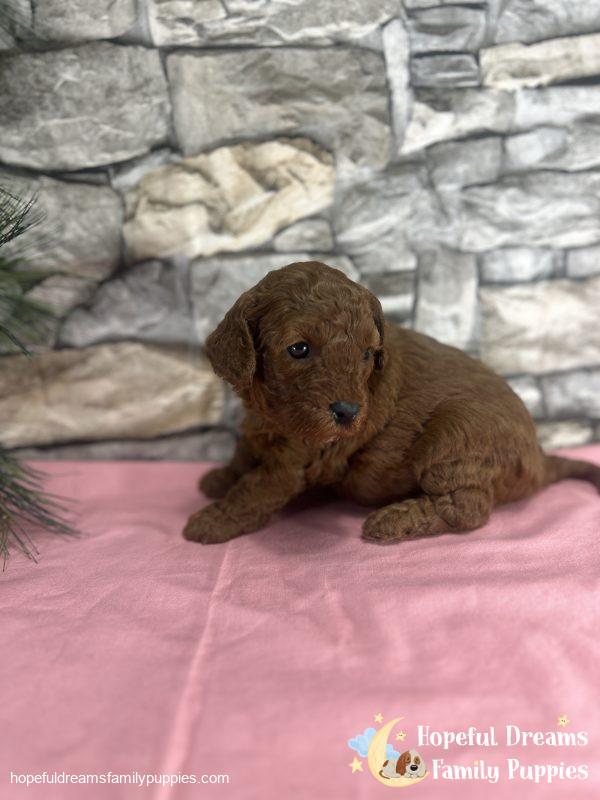 Ms. Velvet the F1B Cavapoo - Image 3