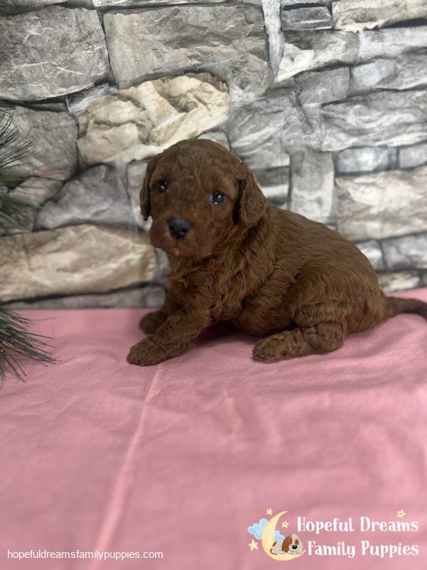 Ms. Velvet the F1B Cavapoo - Image 4