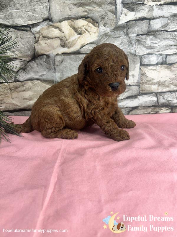 Ms. Velvet the F1B Cavapoo