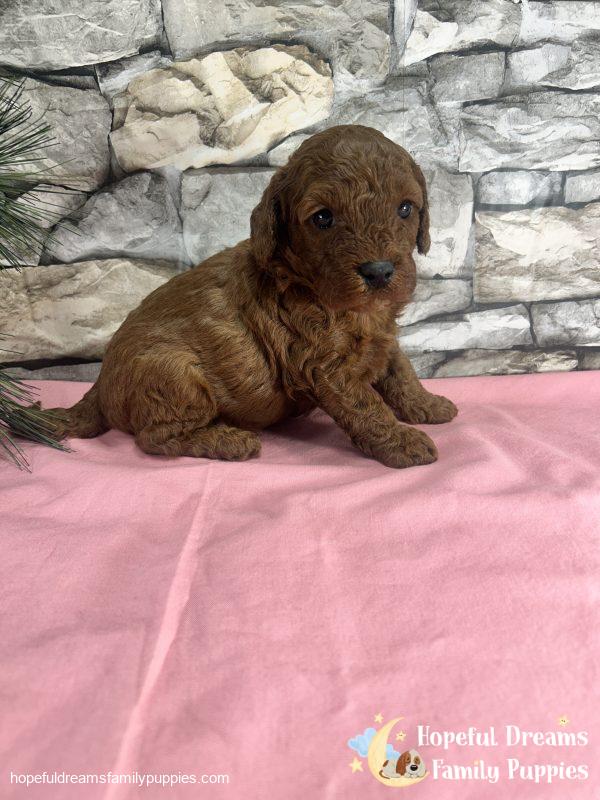 Ms. Velvet the F1B Cavapoo - Image 6