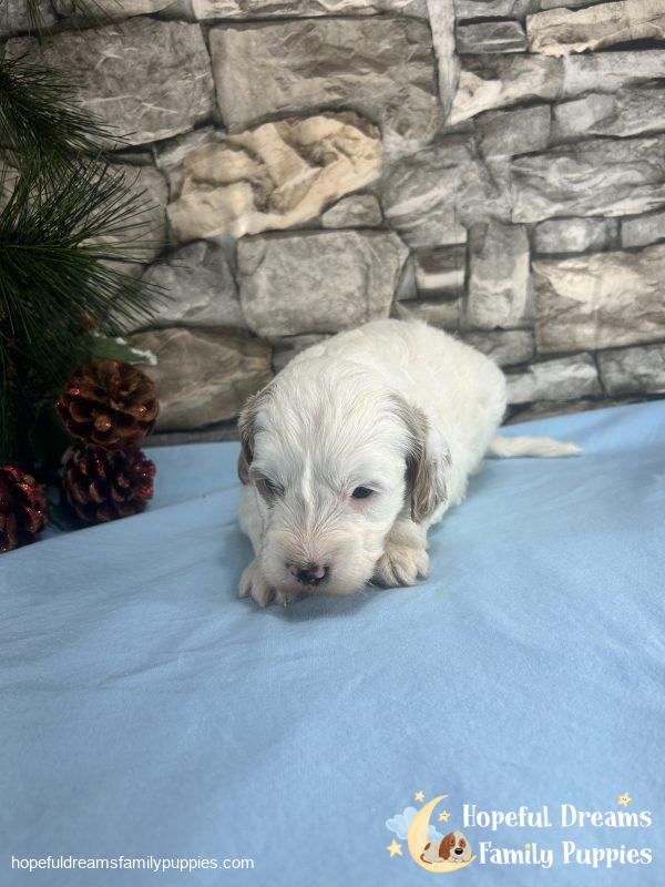 Mr. Vermont the F1B Cavapoo - Image 5