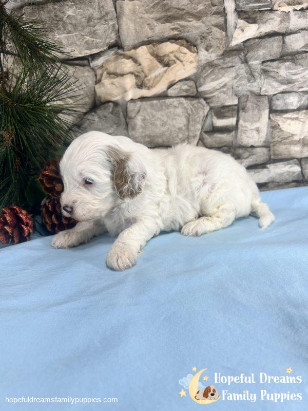 Mr. Vermont the F1B Cavapoo