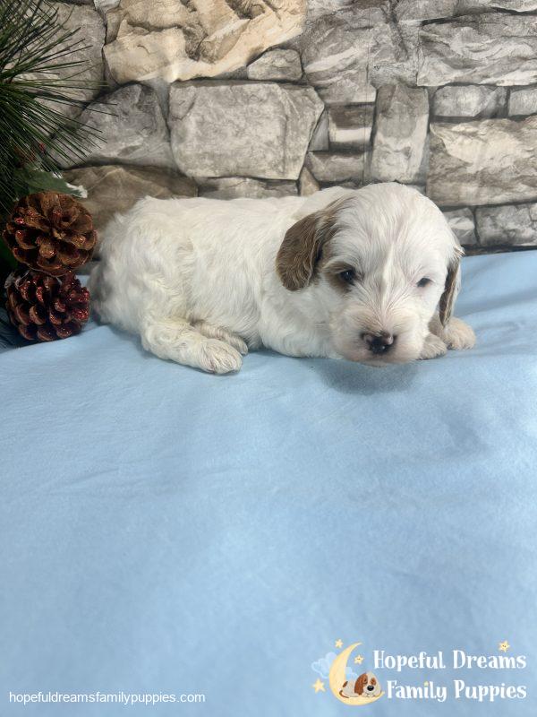 Mr. Vermont the F1B Cavapoo - Image 3