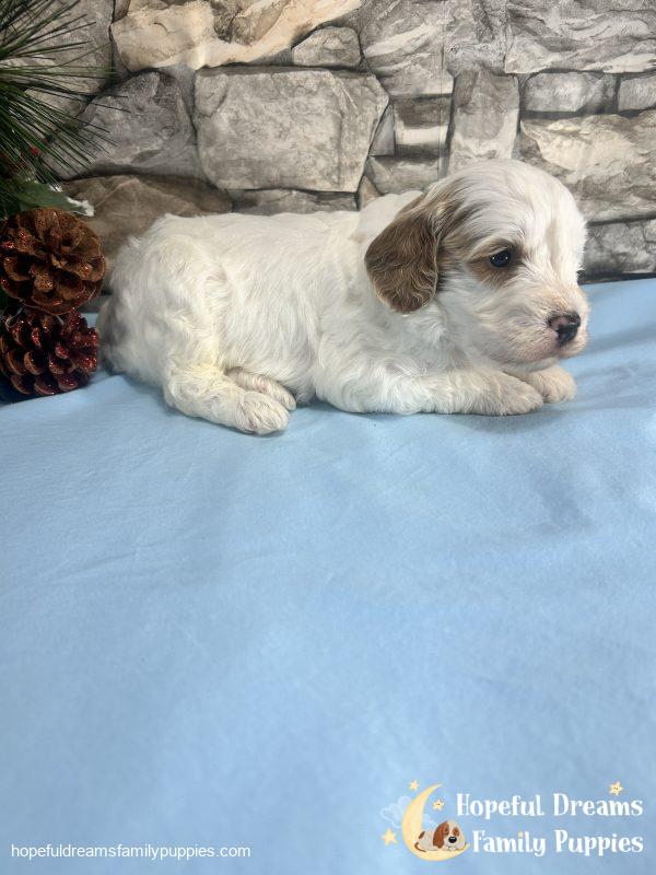Mr. Vermont the F1B Cavapoo - Image 2