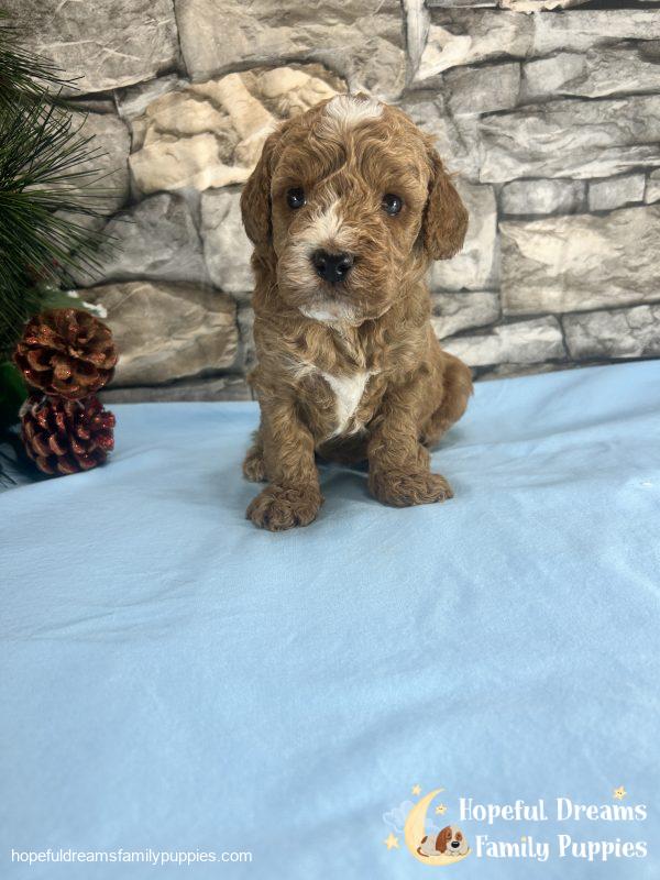 Mr. Vinnie the F1B Cavapoo