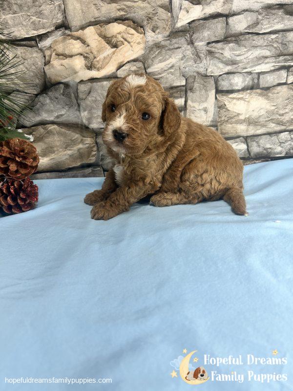 Mr. Vinnie the F1B Cavapoo - Image 4