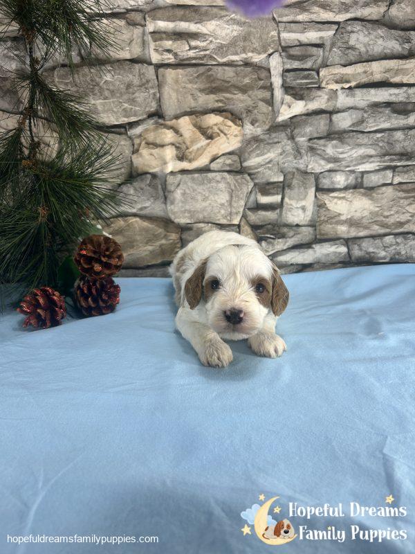 Mr. Victor the F1B Cavapoo - Image 5