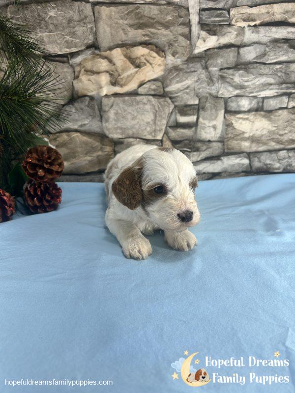 Mr. Victor the F1B Cavapoo - Image 4