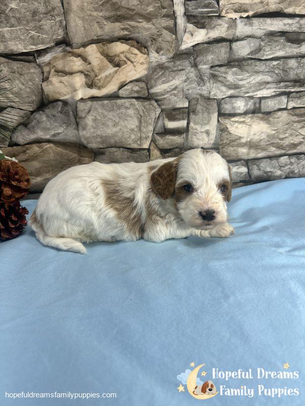 Mr. Victor the F1B Cavapoo - Image 2