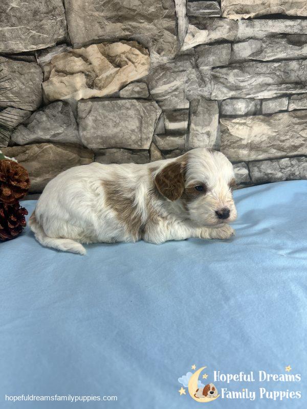 Mr. Victor the F1B Cavapoo - Image 3