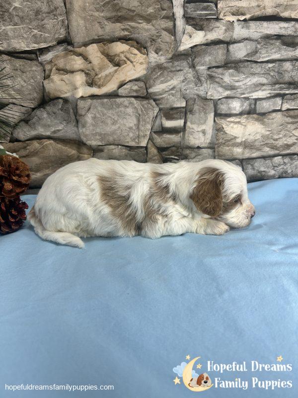 Mr. Victor the F1B Cavapoo