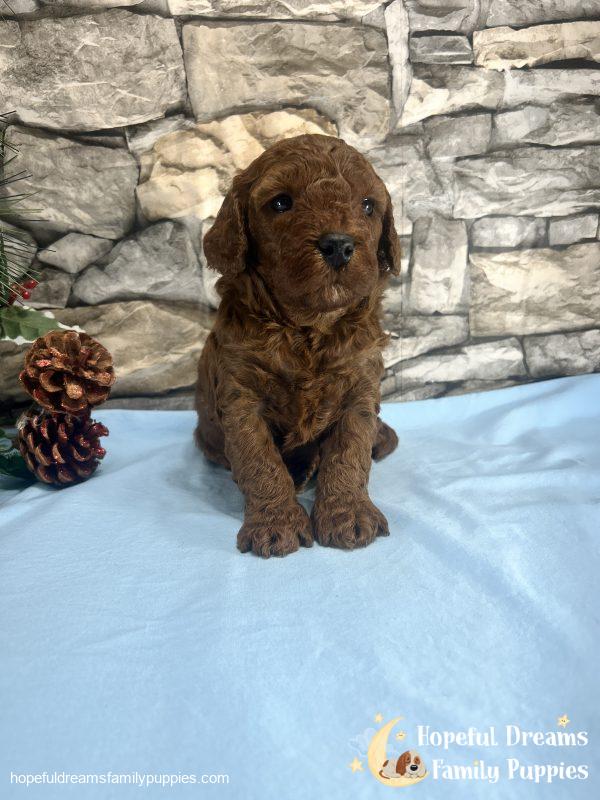 Mr. Vivid the F1B Cavapoo - Image 2