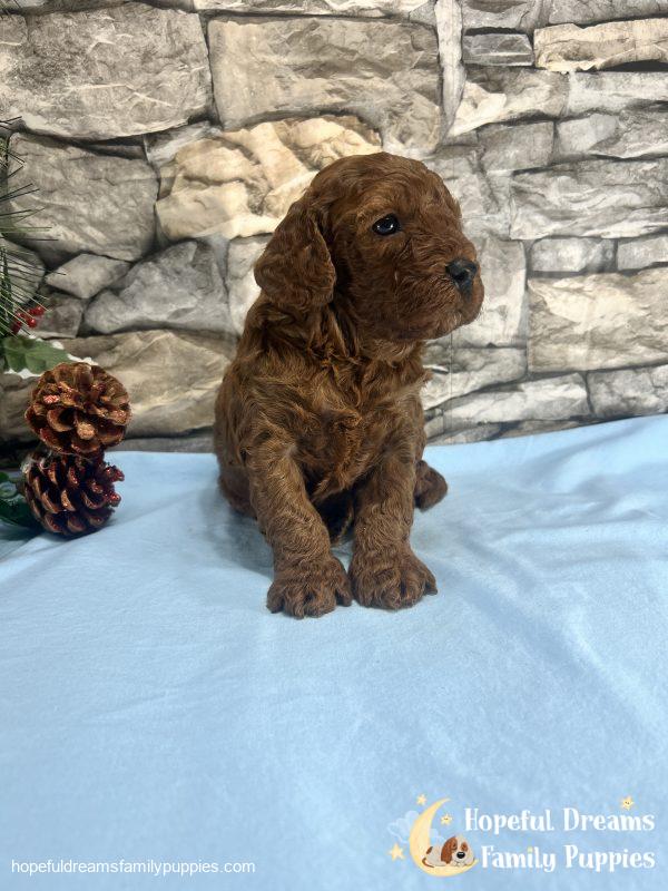 Mr. Vivid the F1B Cavapoo - Image 5