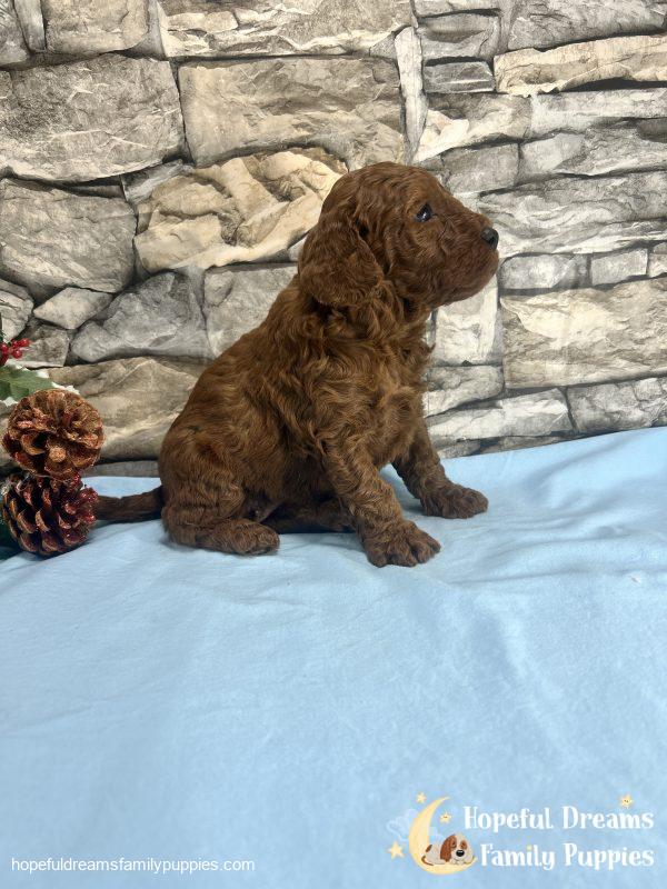 Mr. Vivid the F1B Cavapoo