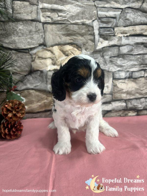 Ms. Trixie the F1 Cavapoo - Image 2