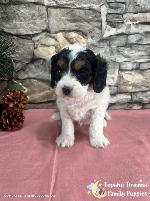 Ms. Trixie the F1 Cavapoo - Image 6