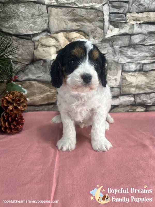 Ms. Trixie the F1 Cavapoo - Image 5