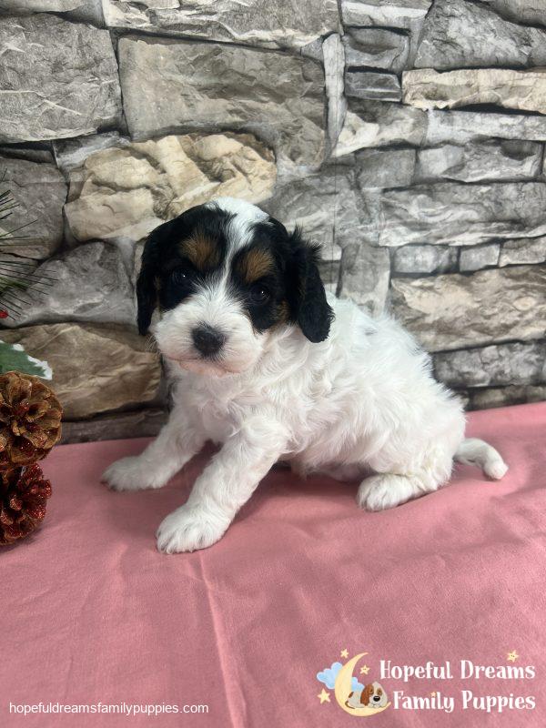 Ms. Trixie the F1 Cavapoo - Image 4