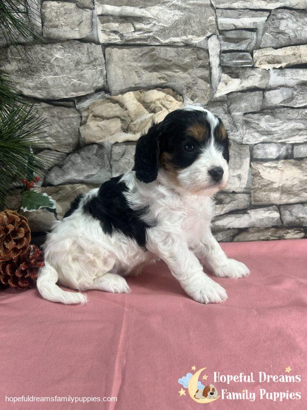 Ms. Trixie the F1 Cavapoo