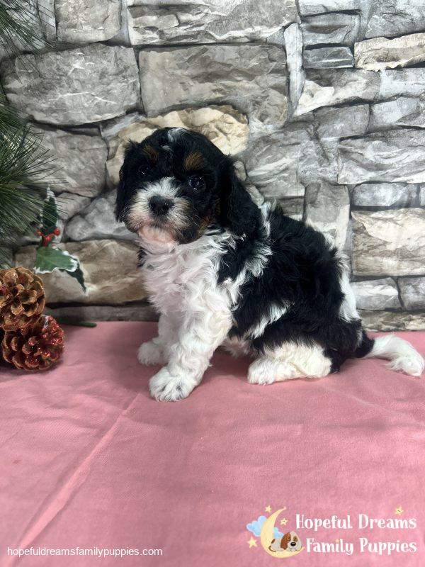 Ms. Tulip the F1 Cavapoo - Image 7