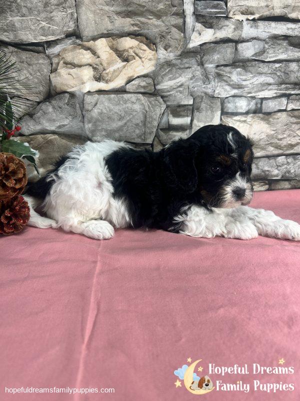 Ms. Tulip the F1 Cavapoo - Image 6