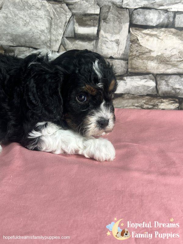 Ms. Tulip the F1 Cavapoo