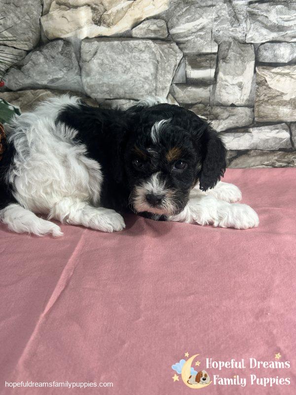 Ms. Tulip the F1 Cavapoo - Image 4