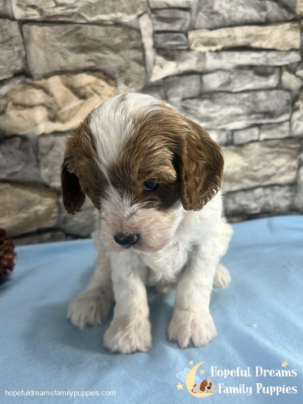 Mr. Jasper the F1 Cavapoo - Image 2