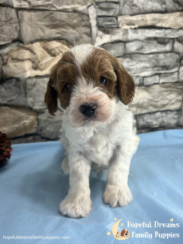 Mr. Jasper the F1 Cavapoo - Image 3