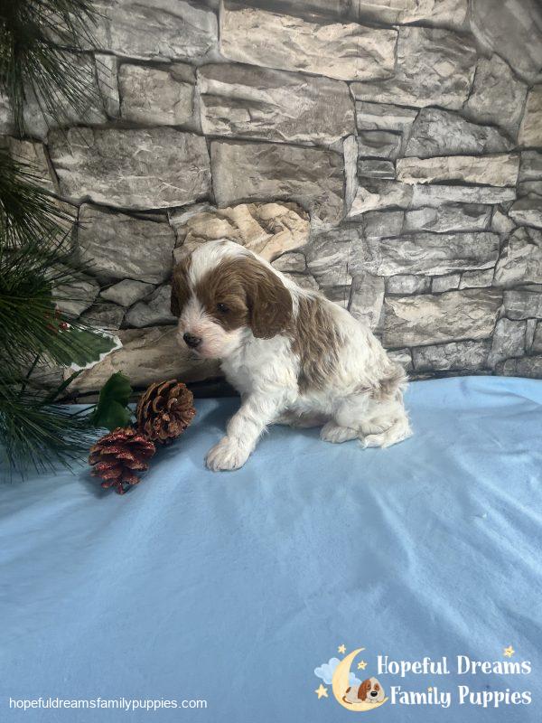 Mr. Jasper the F1 Cavapoo - Image 4