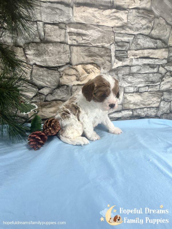 Mr. Jasper the F1 Cavapoo - Image 5