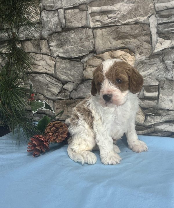 Mr. Jasper the F1 Cavapoo