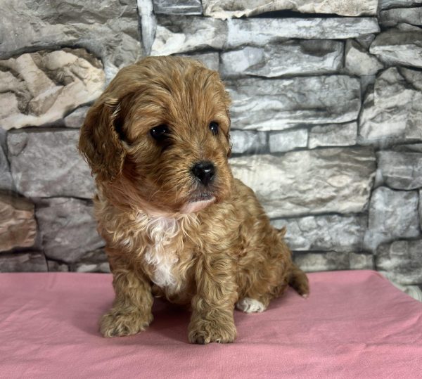 Ms. Seneca the F1 Cavapoo