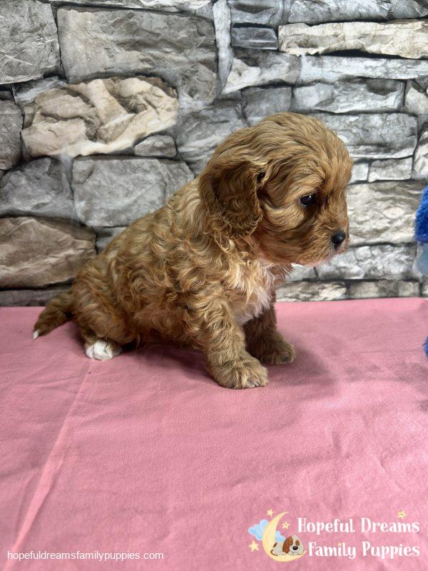 Ms. Seneca the F1 Cavapoo - Image 5