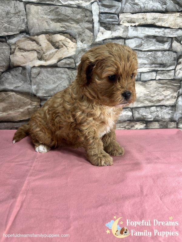 Ms. Seneca the F1 Cavapoo - Image 4
