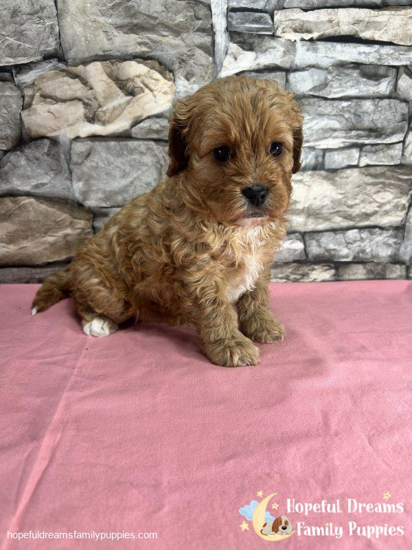 Ms. Seneca the F1 Cavapoo - Image 3