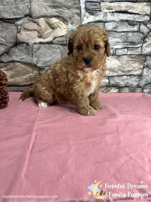 Ms. Seneca the F1 Cavapoo - Image 2