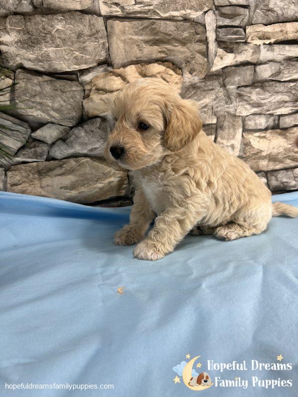 Mr. Blizzard the F1 Schnoodle - Image 2