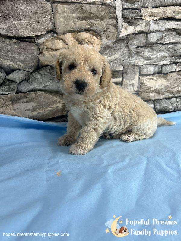 Mr. Blizzard the F1 Schnoodle