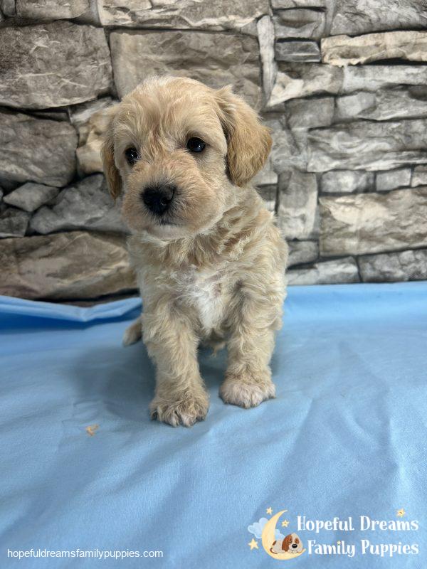 Mr. Blizzard the F1 Schnoodle - Image 5